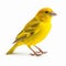 Vibrant Canary Bird Art: Intense Coloration On White Background