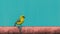 Vibrant Canary Bird Perched On Blue Pipe - Neo-pop Illustration