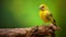 Vibrant Canary Perched On Wood Branch With Green Background