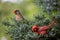 Vibrant cardinal birds perched on a lush evergreen tree