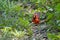 Vibrant cardinal is watchful on a sunny day in the woods