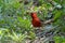 Vibrant cardinal is watchful on a sunny day in the woods