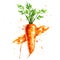 A vibrant carrot in watercolor with dynamic splashes