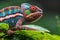 A vibrant chameleon perched on top of a green leaf, showcasing its colorful scales and remarkable camouflage abilities, An exotic