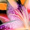 Vibrant and Cheerful, Tropical Stargazer Lily Flower