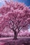 vibrant cherry blossom tree in full bloom