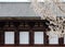 A vibrant cherry blossom tree Sakura blooming by a majestic traditional Japanese architecture with wooden eaves