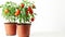 Vibrant Cherry Tomato Trees Flourish in Brown Pots on a Serene White Background ()