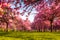 Vibrant cherry tree field in spring sunrise