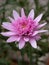 Vibrant Chinese aster growing in the garden