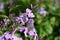 Vibrant Chinese violet cress (Orychophragmus violaceus) against a backdrop of trees and greenery