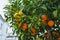 A vibrant clementine mandarin tree laden with fruits set against the backdrop of a cityscape