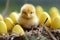 Vibrant Close-Up. Adorable Baby Chick Surrounded by Colorful Easter Eggs on Sunlit Meadow