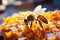 Vibrant close up of a beautiful bee collecting nectar on a honeycomb in warm natural light