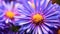 Vibrant Close-up Of Blue Aster With Sharp Details And Blurred Background