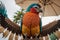 Vibrant Close up of a Colorful Bird on a Set.AI Generated