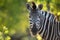 A vibrant, close up, colour image of a zebra looking at the camera.