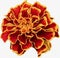 Vibrant Close-up of French Marigold (Tagetes Patula) in Bloom: A Symphony of Orange, Red, and Yellow Petals