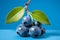 Vibrant close up of fresh, ripe huckleberry berries isolated on a captivating blue background