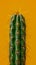 Vibrant Close Up of a Green Cactus with Spines Against a Bold Yellow Background Modern and Minimalistic Botanical Art