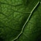 Vibrant Close-up Image Of An Ivy Leaf In Organic Contours