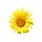 A vibrant, close-up image of a yellow sunflower with a brown center, set against a white background. It exudes the freshness and