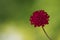 Vibrant close-up of a Knautia Macedonica flower.