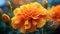 Vibrant Close-up Of Marigold With Sharp Details And Blurred Background