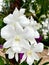 Vibrant close-up of an Orchid flower covered in glistening raindrops