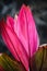 Vibrant close-up of a pink Hawaiian Ti plant