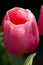 Vibrant close-up of a pink tulip
