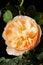 a vibrant close-up of the Port Sunlight rose (Rosa \\\'Port Sunlight\\\'), blooming in bright orange brilliance.