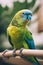Vibrant Close-up Portrait of a Parakeet - Nature\\\'s Beauty Captured