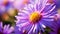 Vibrant Close-up Of A Purple Aster With Blurred Background