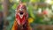 Vibrant close up of a rooster crowing loudly, showcasing its colorful plumage and expressive call.