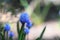 Vibrant, close-up shot of blooming blue Pseudomuscari flowers