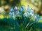 Vibrant, close-up shot of a cluster of white snowdrop flowers in the lush green grass