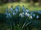 Vibrant, close-up shot of a cluster of white snowdrop flowers in the lush green grass