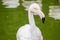 Vibrant close-up shot of a stunning flamingo standing in shallow water