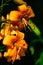 Vibrant closeup of a cluster of orange lilies in full bloom.