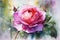 A vibrant closeup shot of a magenta and pink rosebud. Trendy color of 2023 Viva Magenta.. AI generation
