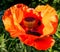 Vibrant clouseup view of juicy red poppy flowers in botanical garden