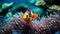 vibrant clownfish nibbles on anemone tentacles
