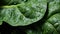 Vibrant cluster of fresh green spinach leaves with dew drops macro shot, canon 5d mark iii, f8