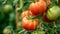 Vibrant Cluster of Heirloom Tomatoes: A Captivating Garden Harvest