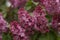Vibrant cluster of lilac blossoms in the peak of their bloom, in an urban garden setting