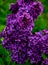 Vibrant cluster of lilac on a blurry background.