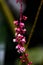 Vibrant cluster of pink flowers on a twig. Trichostigma peruvianum.