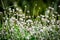 Vibrant cluster of white flowers surrounded by lush green foliage