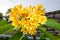 Vibrant cluster of yellow Plumeria flowers in bloom